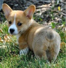 Prodm tn Welsh Corgi Pembroke