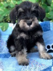  Miniature Schnauzer Puppies For Sale