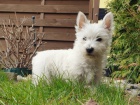 West Highland White Terriers