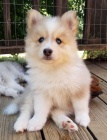 Prodm tata Pomskies (kenec sibisk husky a pomeranian)