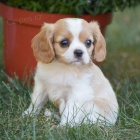 Prodm mini okovan tata Kavalr King Charles Spaniel.