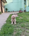 Lagotto Romagnolo tata