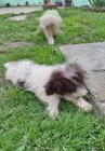 Lagotto Romagnolo tata