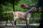 Cane Corso tata