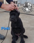 Cane Corso tata