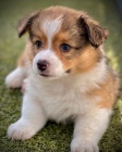 Pembroke Welsh Corgi k adopci