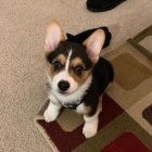 Pembroke Welsh Corgi k adopci