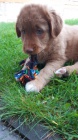 Nabdka kryt - Nova Scotia Duck Tooling Retriever