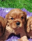 Kavalr king charles spaniel ttka s PP