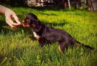 Kavalr king charles spaniel ttko s PP