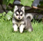 PRODM TATA ALASKAN KLEE KAI