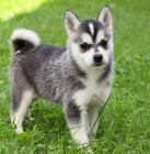 PRODM TATA ALASKAN KLEE KAI