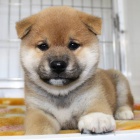 TATA MINI SHIBA INU