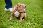 American bully Pocket tata