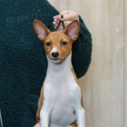 Prodm tata Basenji