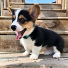 tata Pembroke Welsh Corgi