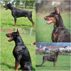 DOBERMAN tata na prodej