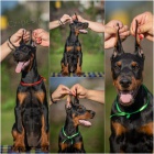 DOBERMAN tata na prodej