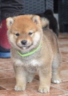 Shiba Inu tata