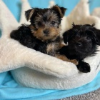 MINI TTKO YORKIPOO