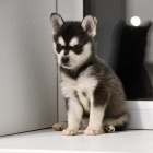 PRODM TATA ALASKAN KLEE KAI