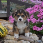 tata Pembroke Welsh Corgi