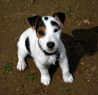 tata jack russell terira.