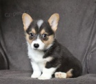 tata Pembroke Welsh Corgi