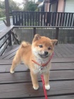 TATA MINI SHIBA INU