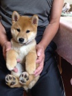 TATA MINI SHIBA INU