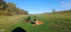 Belgick ovk malinois