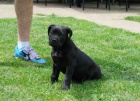 Boerboel (jihoafrick mastif) tata