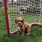 tata Cockapoo mini