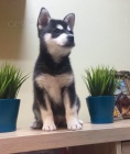 PRODM TATA ALASKAN KLEE KAI