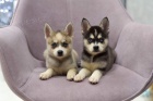 Predm teniatka ALASKAN KLEE KAI