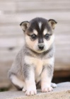 Predm teniatka ALASKAN KLEE KAI