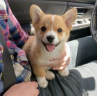 Predm krsne a anjelsk teniatka Pembroke Welsh Corgi.