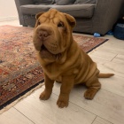 Prodm zdrav tata okovan shar-pei.