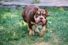 American Bully tata na prodej