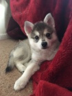 Predm teniatka ALASKAN KLEE KAI