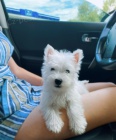 teniatka West Highland White Terriers