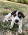 tata jack russell terira.