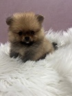 Pomeranian BOO tata