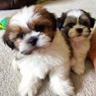 teniatka SHIH TZU