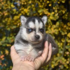 Predm teniatka ALASKAN KLEE KAI