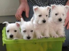 Predm mini teniatka West Highland White Terriers