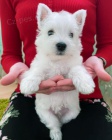 West Highland White Terriers