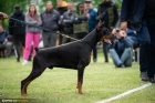 DOBERMAN tata na prodej