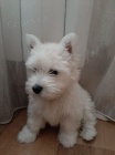 teniatka West Highland White Terriers