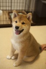 TATA MINI SHIBA INU